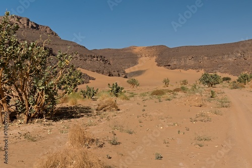 View of the Tadrart Rouge rocky mountain range and the Apple of Sodom (Calotropis procera) tropical bushes in Tassili n Ajjer National Park. Sahara desert, Algeria, Africa.