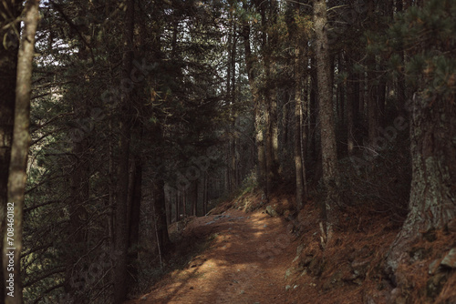 path in the forest © Nicolli D'Orazio