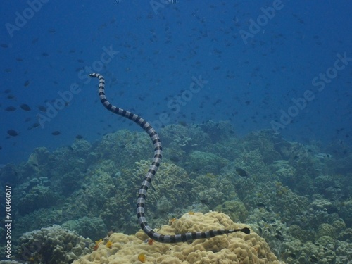 Photography sea snake