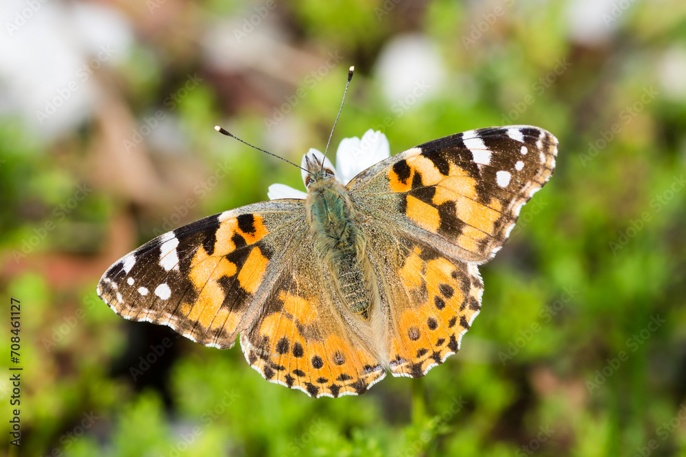 Obraz premium Painted lady butterfly, Vanessa Cardui, dorsal view
