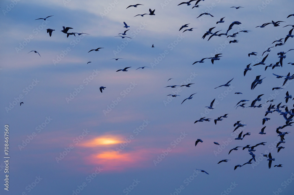 flock of seagulls flying in the setting sun into the sea flock of seagulls flying in the setting sun into the sea