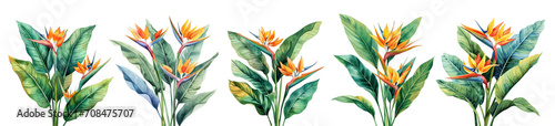 Tropical watercolor flowers isolated on transparent background.  #708475707