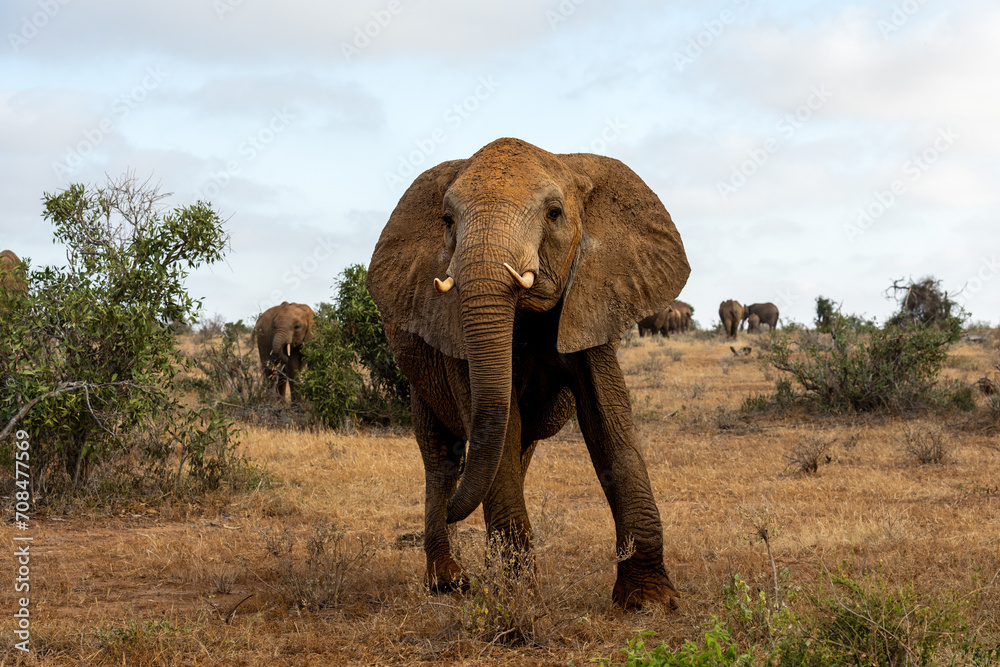 Fototapeta premium big elephant in the savannah of Africa