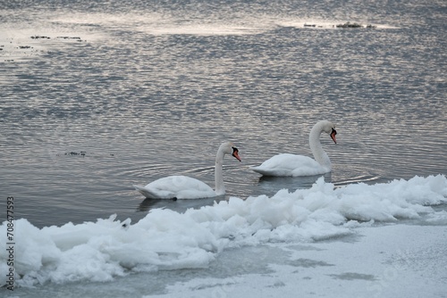 Two swans swans flowing on river in winter scenery. The estuary of  Vistula, Sobieszewska Island, Poland