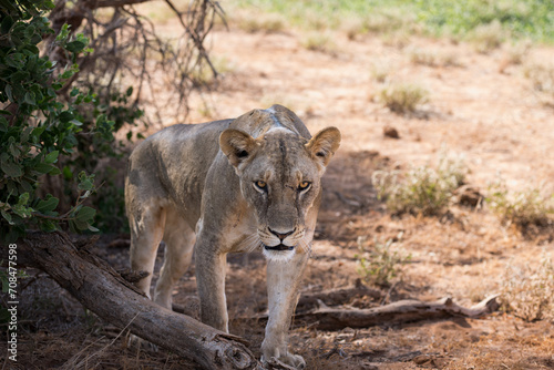 Male lions in the Masai Mara savannah