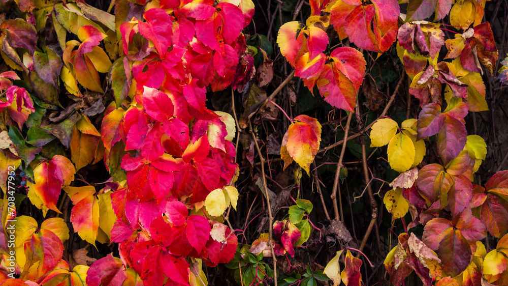 Autumn Leaves Autumn Leaves