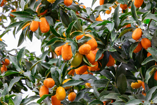 kumquat fruit on a tree