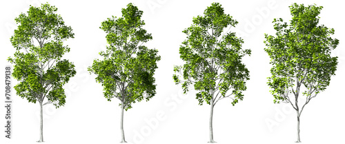 Cutout eco trees shapes collections on transparent backgrounds 3d rendering png