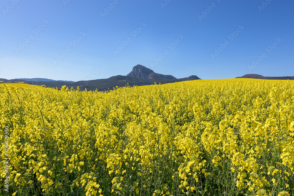 Rapeseed field with mountains in the background and intense blue sky