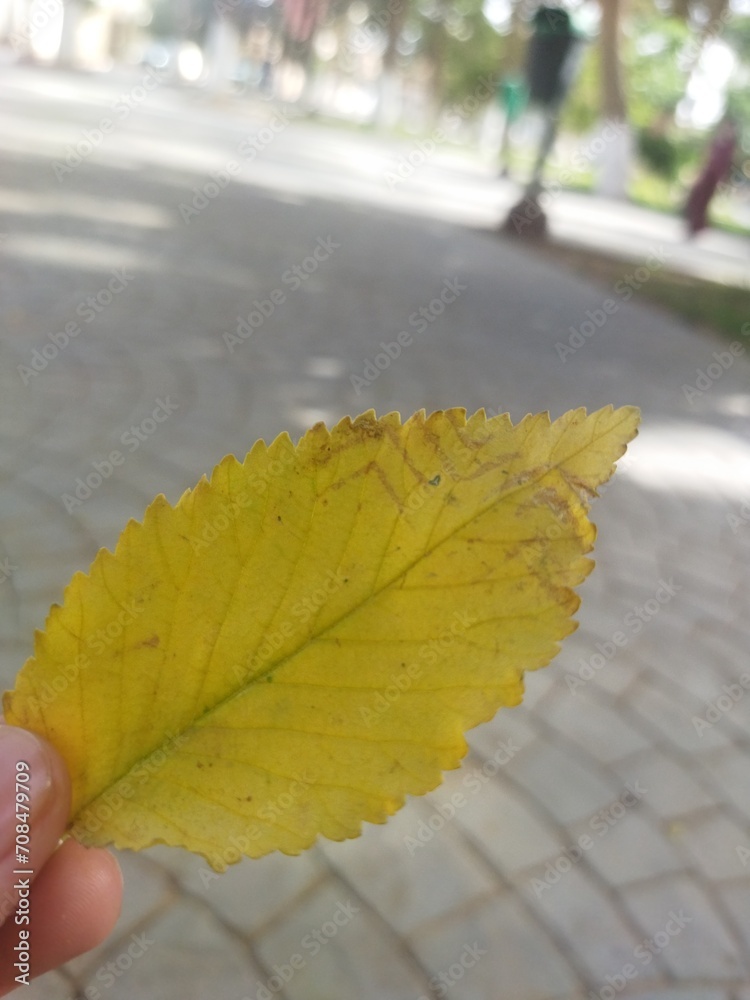 Obraz premium autumn leaves in the park