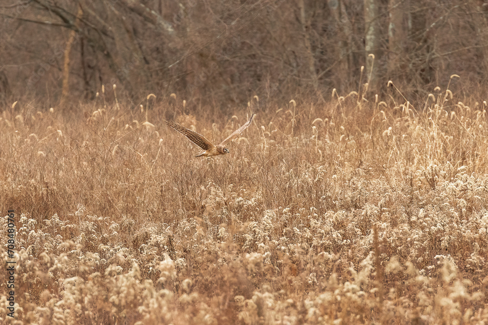 Obraz premium Female Northern Harrier flies over the meadow looking for a meal