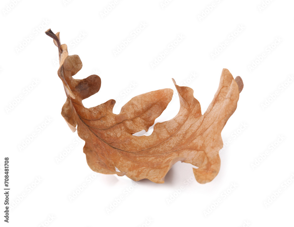 Fototapeta premium Autumn season. One dry oak leaf isolated on white