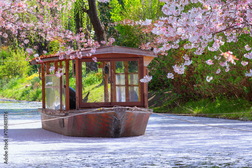 Beautiful full bloom cherry blossom sakura at Fushimi Jikkokubune district in Kyoto, Japan photo