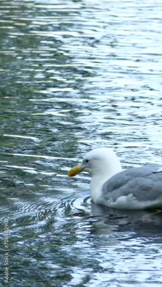A large beautiful white seagull walks on the shore of a clear blue sea over the sand A large beautiful white seagull walks on the shore of a clear blue sea over the sand