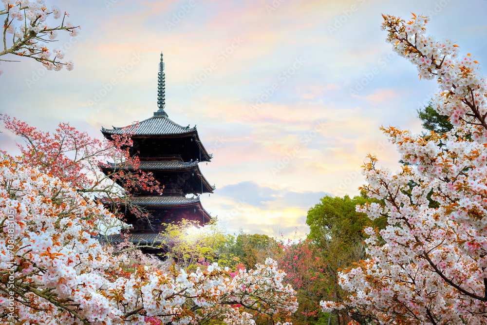 Ninna-ji Temple in Kyoto, Japan during beautiful full bloom cherry blossom season Ninna-ji Temple in Kyoto, Japan during beautiful full bloom cherry blossom season