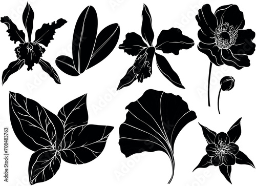 Set of silhouettes of jungle leaves and exotic flowers. Orchid flower and tropical leaves