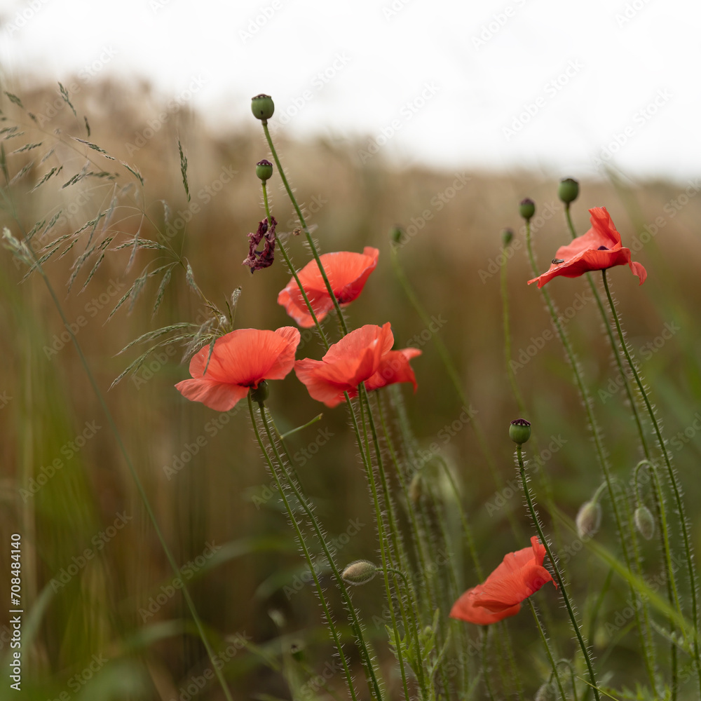 Naklejka premium poppy flowers, nature, grass