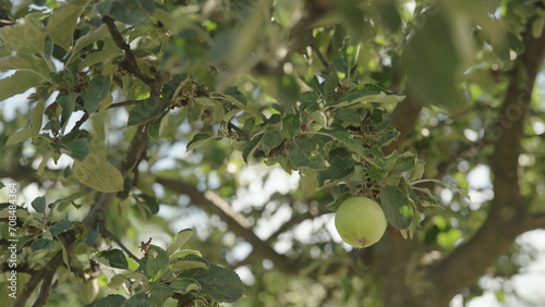 green apple on apple tree with sun peeking through leaves