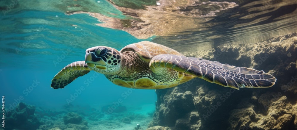 Obraz premium Posing Green Sea Turtle