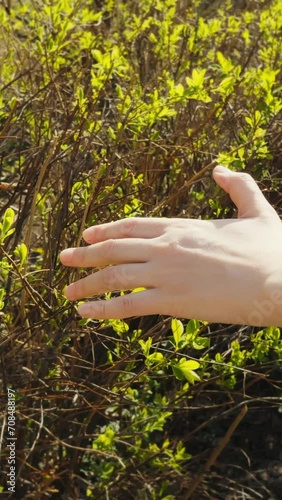 The camera follows the woman's hand, the female fingers touch the delicate young green leaves of meadowsweet, vertical shot. photo