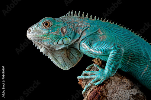 Blue Iguana (Cyclura lewisi) is endemic to the island of Grand Cayman.