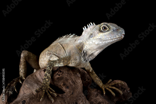 Angle-headed Forest Dragon or Hypsilurus magnus is a new species of lizard found in Indonesia and Papua New Guinea in 2006.