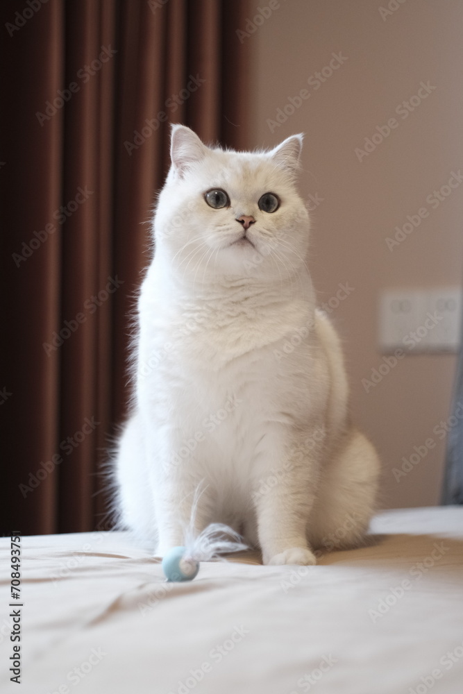 White silver dot cat with blue cat toy White silver dot cat with blue cat toy