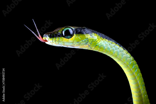 Closeup head of Dendrelaphis formosus. The Elegant Bronzeback is a slim snake native to Indonesia and Malaysia. photo