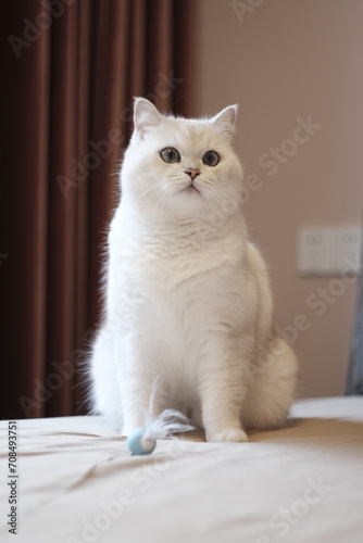 White silver dot cat with blue cat toy