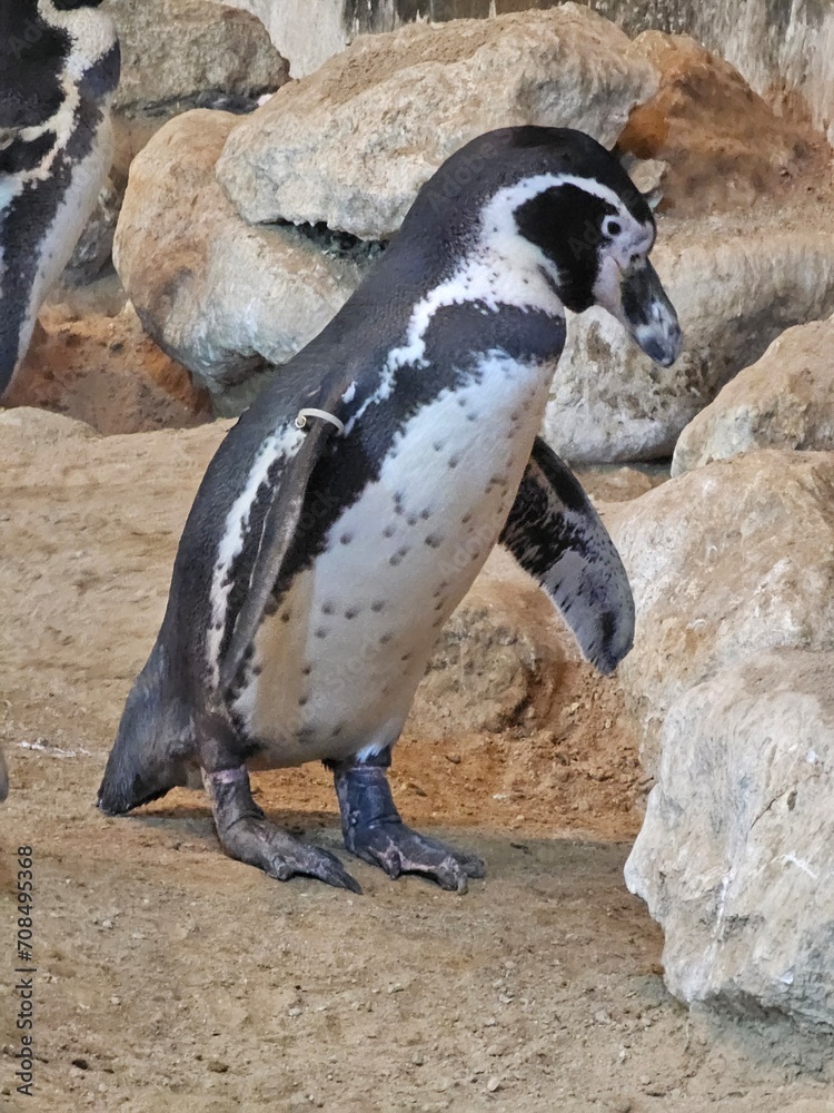 Naklejka premium Penguins are flightless birds known for their distinctive black and white plumage and upright posture. They are excellent swimmers, using their flippers to navigate through icy waters. Penguins live i