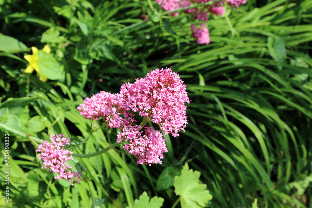 Macro image of Red Valerian blooms, Devon, England Macro image of Red Valerian blooms, Devon, England