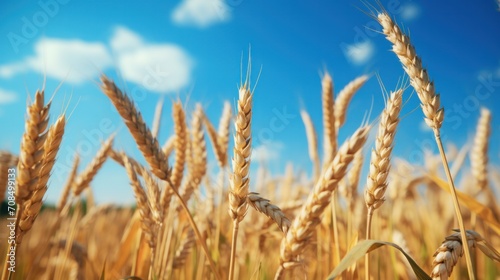 Close-Up on Rich Gold Wheat Grains in Agriculture Industry for Food Supply Chain Production