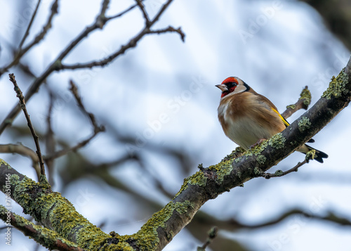 Dublin's Finest - European Goldfinch (Carduelis carduelis) in St. Anne's Park