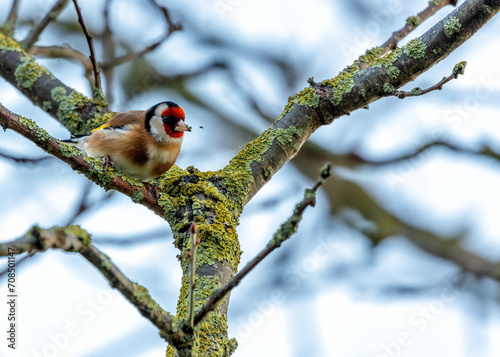 Dublin's Finest - European Goldfinch (Carduelis carduelis) in St. Anne's Park