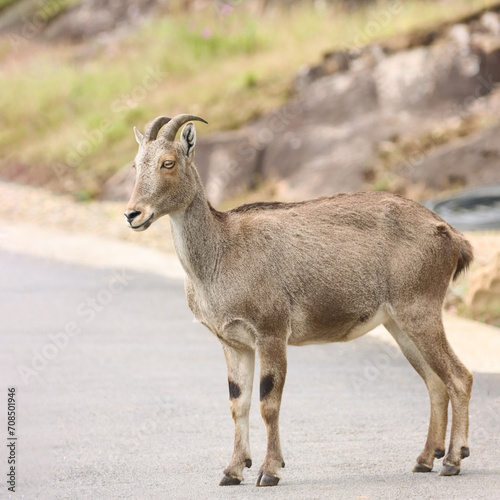 The Nilgiri Tahr, an iconic species inhabiting the majestic Western Ghats of southern India. Beautiful animal photo for wall mounting, greeting cards, seasonal greetings. Tourism. Rare animal.  © Jaideep