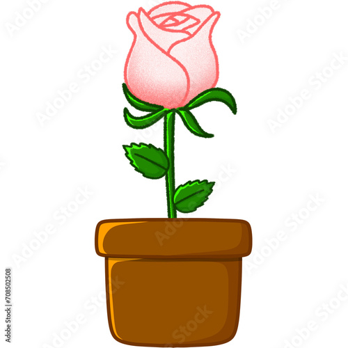 pink rose in a vase