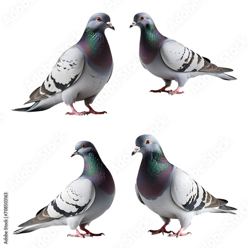 Beautiful Pigeon set isolated on a white background. Generative AI
