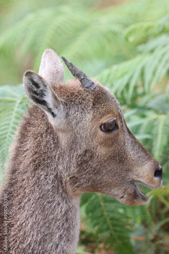 The Nilgiri Tahr, an iconic species inhabiting the majestic Western Ghats of southern India. Beautiful animal photo for wall mounting, greeting cards, seasonal greetings. Tourism. Rare animal. 