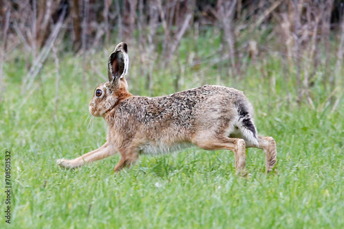European Hare (Lepus europaeus) running, taken near Salisbury, UK.