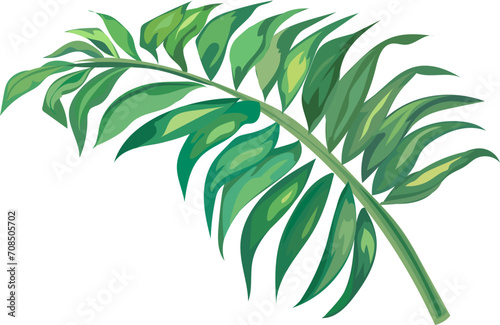 Leaf illustration on transparent background. 