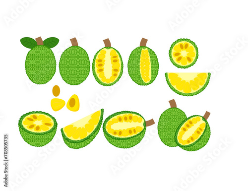 Set of ripe jackfruit fruit whole and half.Exotic fruits.Peeled and unpeeled.Leaves and seed.Sign  symbol  icon or logo isolated.Flat design.Cut Section.Graphic.Hand drawn.Cartoon vector illustration.