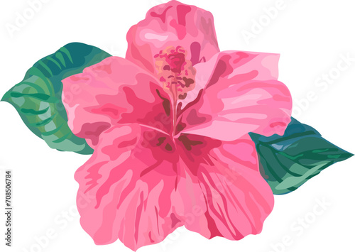 Hibiscus flower watercolor illustration on transparent background. 