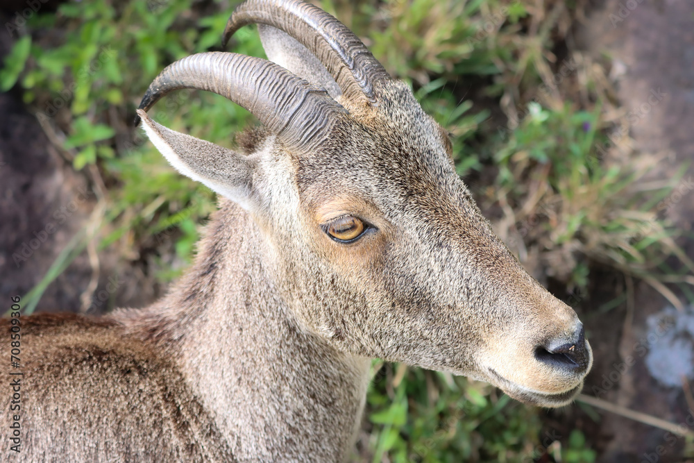 The Nilgiri Tahr, an iconic species inhabiting the majestic Western Ghats of southern India. Beautiful animal photo for wall mounting, greeting cards, seasonal greetings. Tourism. Rare animal. The Nilgiri Tahr, an iconic species inhabiting the majestic Western Ghats of southern India. Beautiful animal photo for wall mounting, greeting cards, seasonal greetings. Tourism. Rare animal.