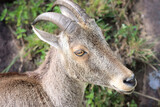 The Nilgiri Tahr, an iconic species inhabiting the majestic Western Ghats of southern India. Beautiful animal photo for wall mounting, greeting cards, seasonal greetings. Tourism. Rare animal. 
