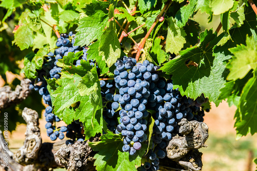 Dark grapes growing in a vineyard in France on a sunny day.