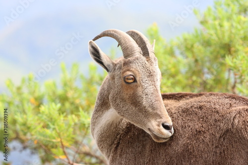 The Nilgiri Tahr, an iconic species inhabiting the majestic Western Ghats of southern India. Beautiful animal photo for wall mounting, greeting cards, seasonal greetings. Tourism. Rare animal.  photo