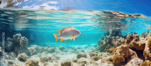 Colorful fish swimming over rocky seabed, underwater seascape. Snorkeling photo of marine life. Travel picture.