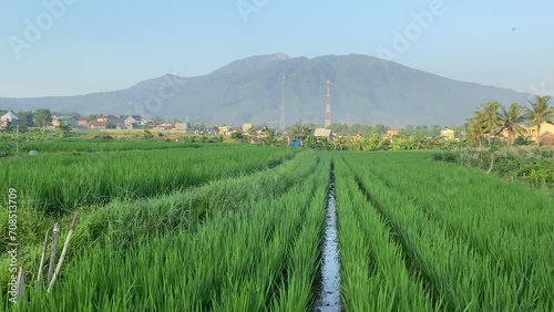 Indonesian Green rice field scenery in a village with mountain background photo