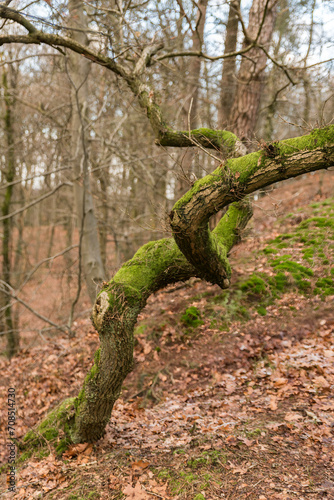 curved single tree with moss in the forest