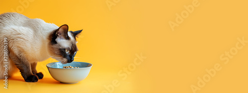 side view of a siamese cat eating food from a bowl isolated on a light yellow background photo